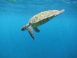 Gan Island Dive Centre - Maldives. Turtle.